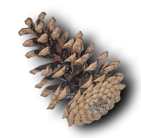 GoVentures | Project Pinecone